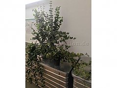 4_Kunstpflanzen_Bild1