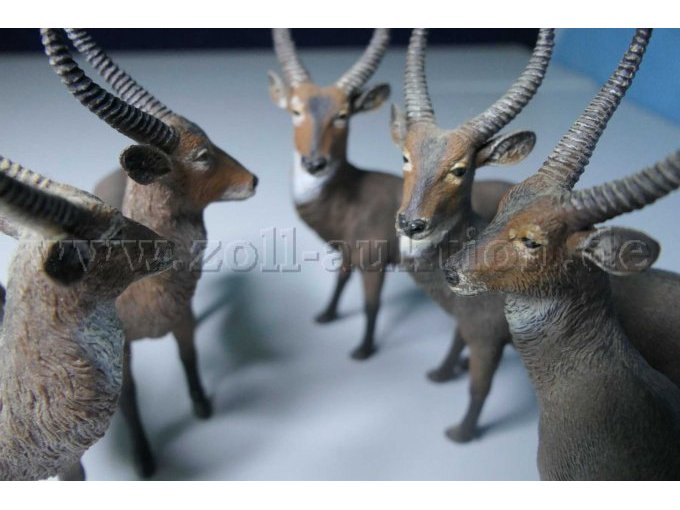 CollectA Wasserbock 88562 Gesamtansicht Köpfe