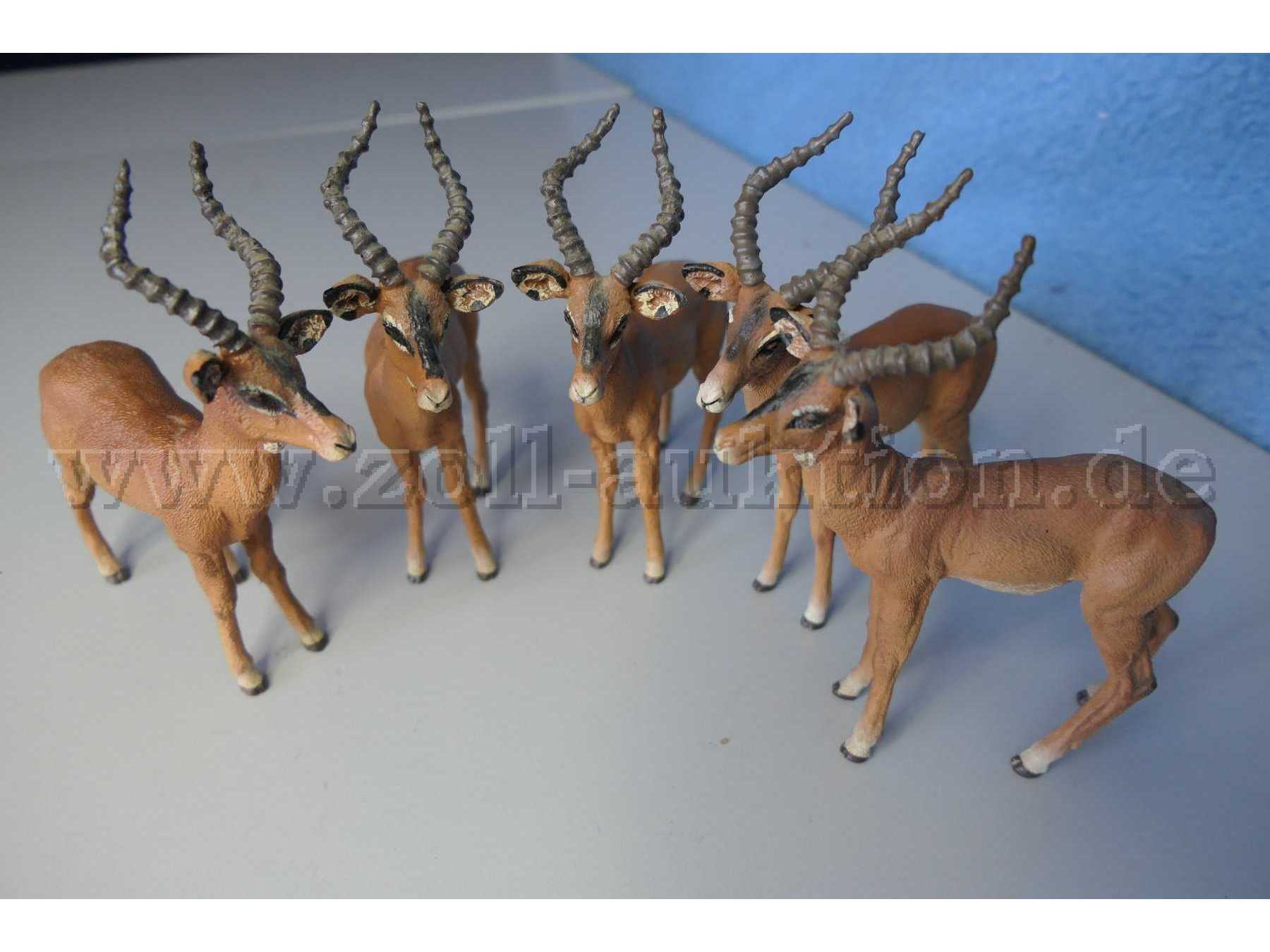 Die Tiere von vorne
