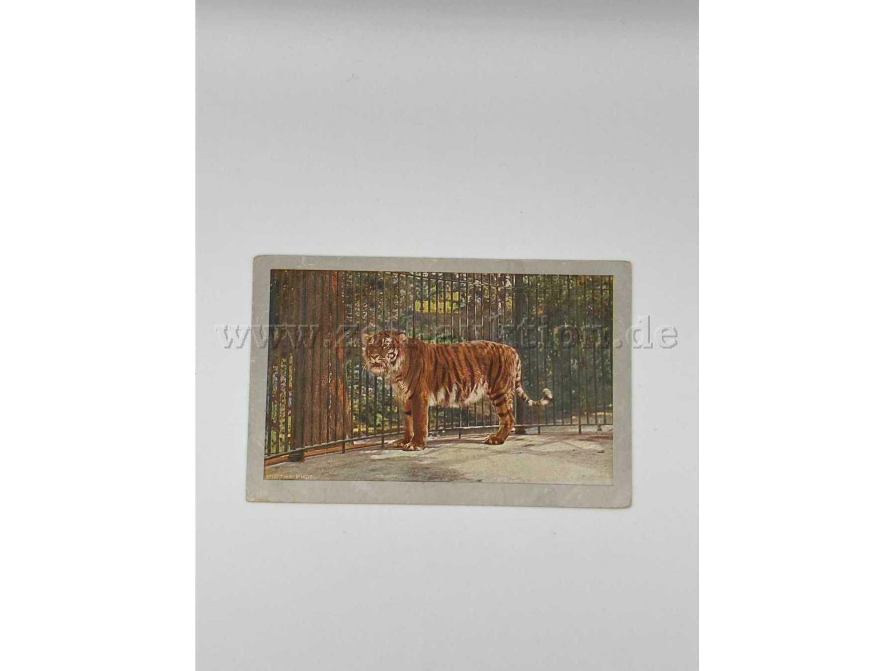 Postkarte 1, Vorderseite, Tiger