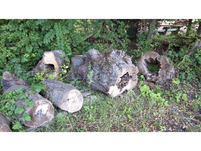 Lindenholzstämme bis max. 80cm Durchmesser