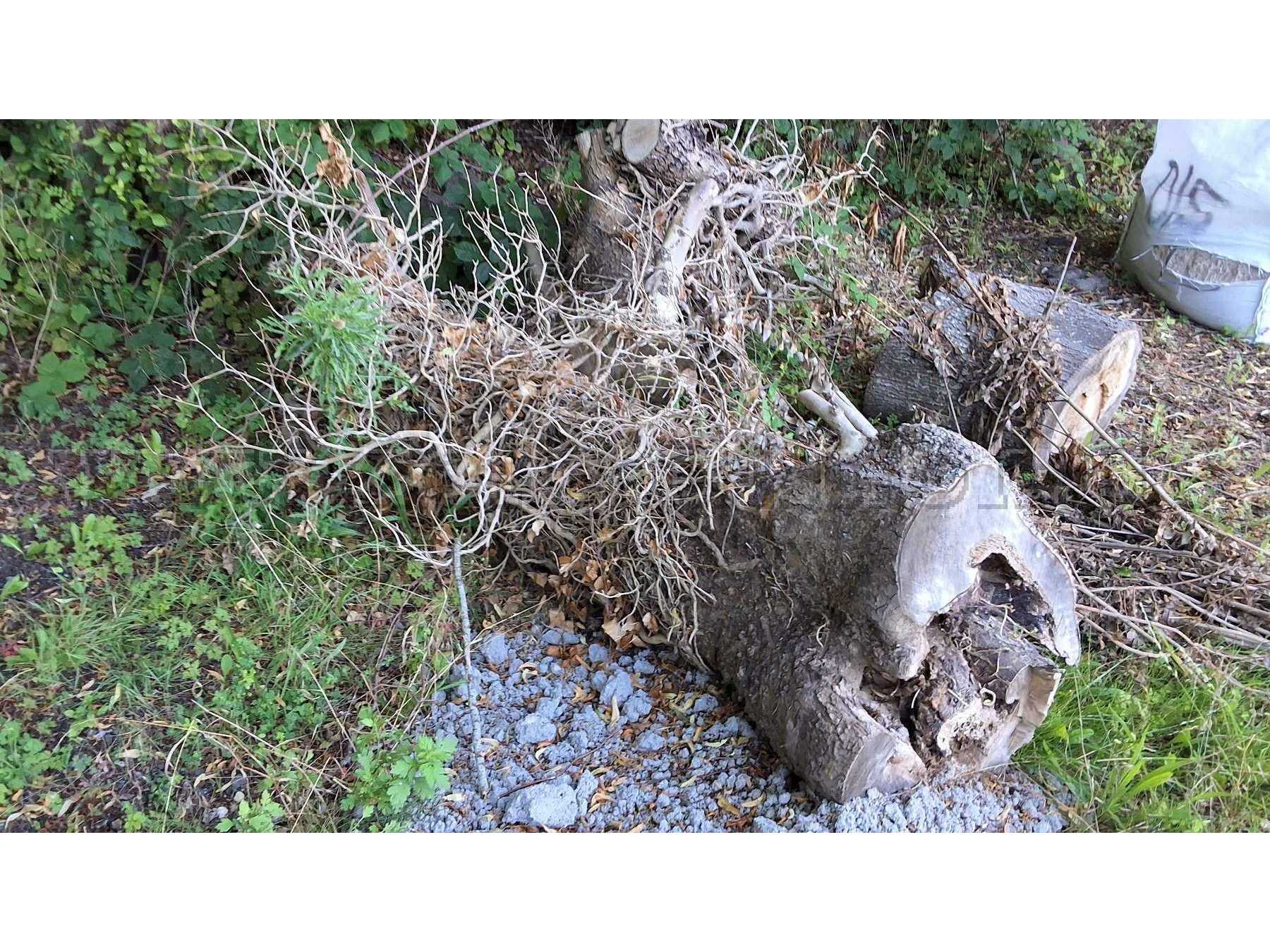 Lindenholzstämme bis max. 80cm Durchmesser