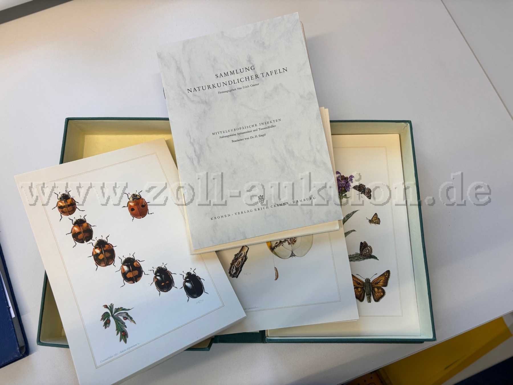 Sammlung Insekten - Inhalt