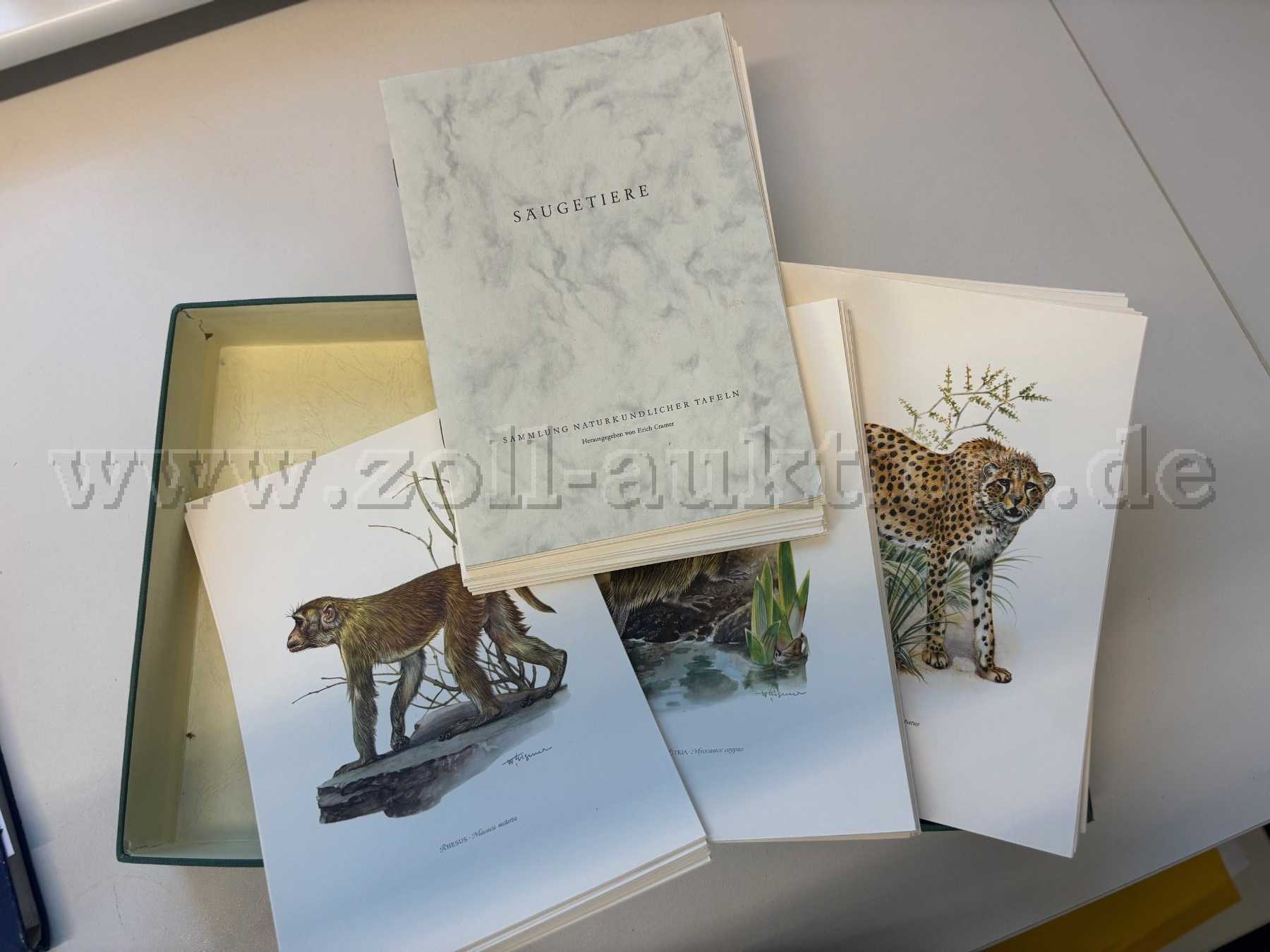 Sammlung Säugetiere - Inhalt