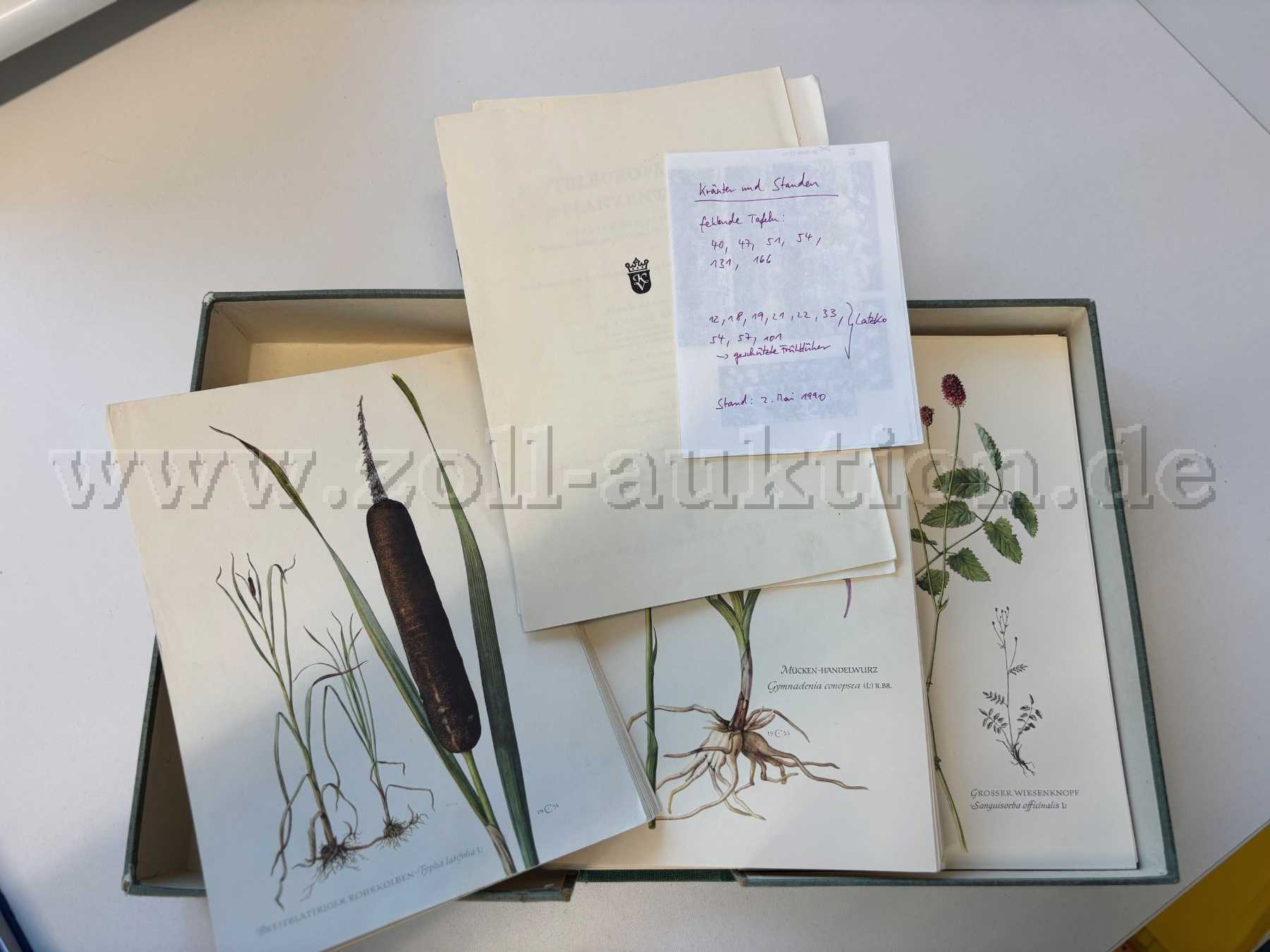 Sammlung Kräuter und Stauden