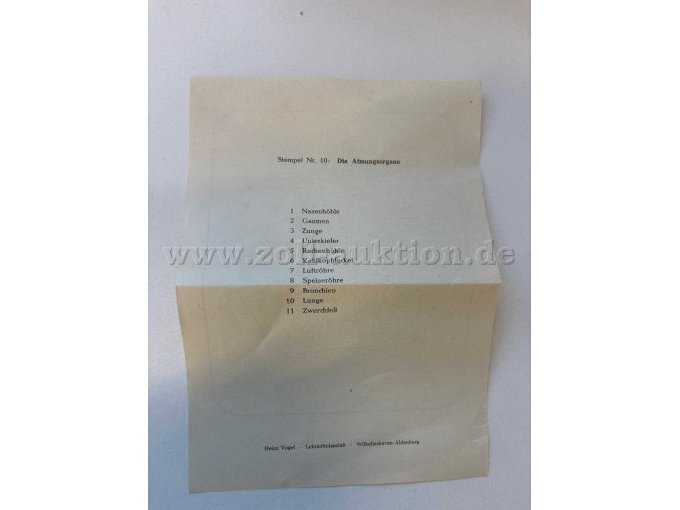 Atmungsorgane, Beschreibung