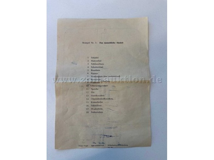 Skelett, Beschreibung