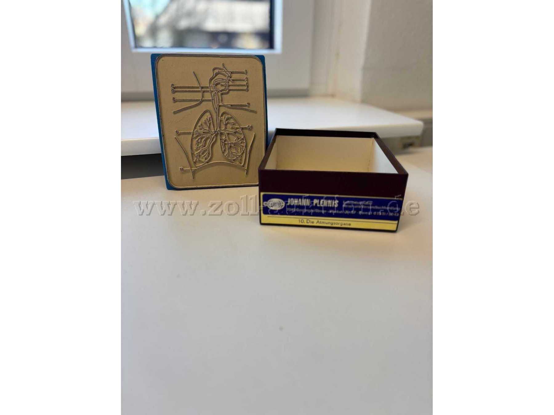 Atmungsorgane, Stempel