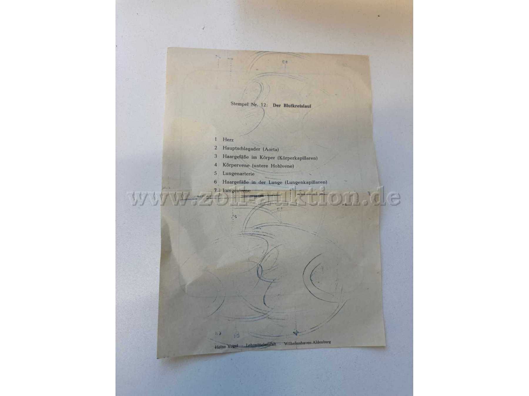 BLutkreislauf, Beschreibung