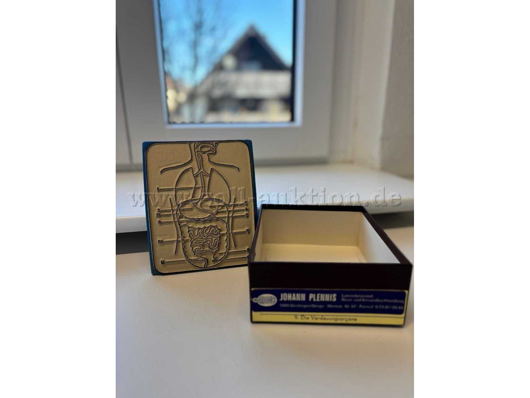 Verdauungsorgane, Stempel