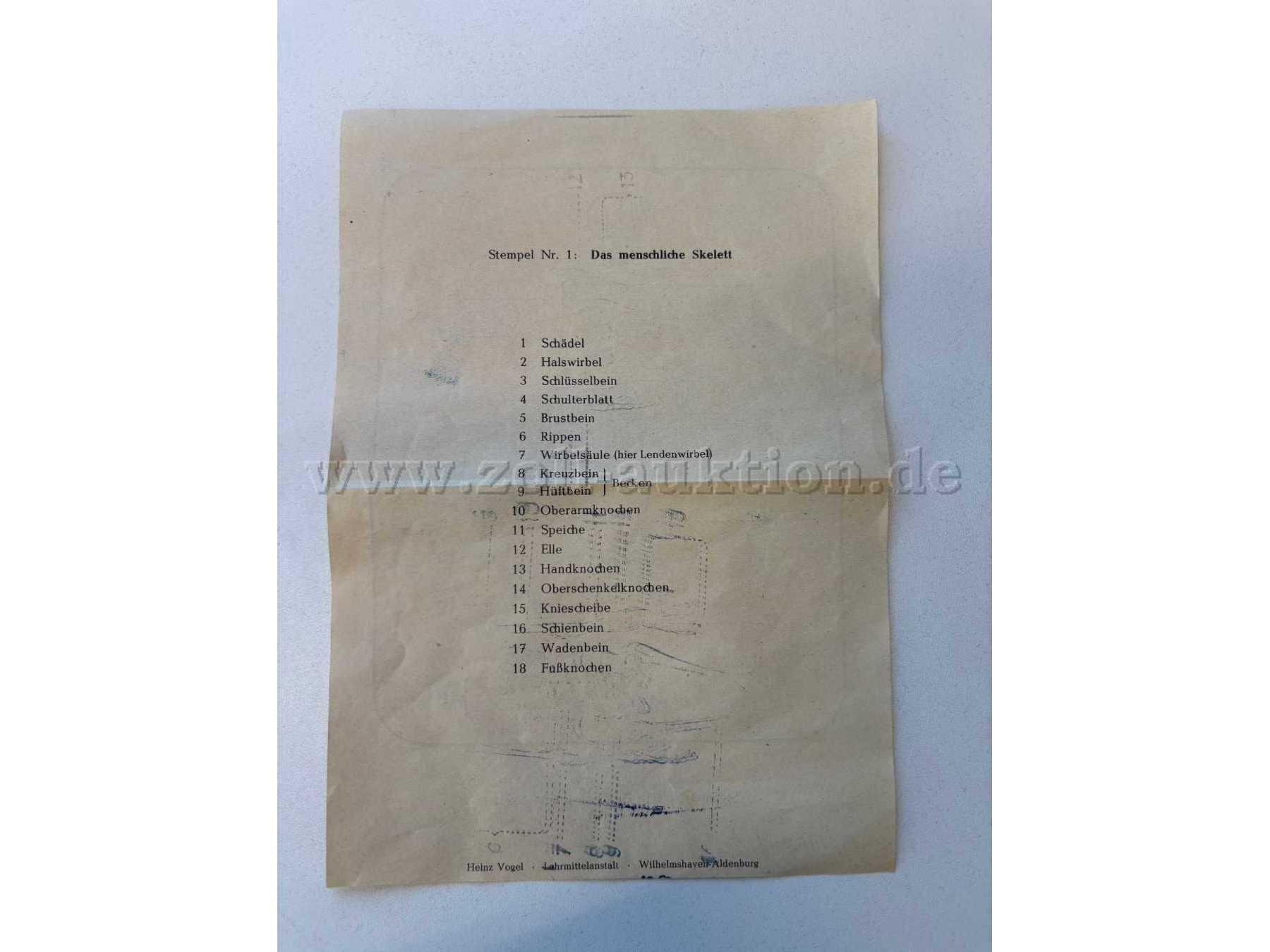 Skelett, Beschreibung