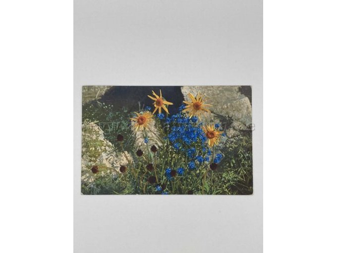 Gelbe und blaue Blumen