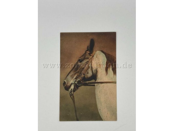 Postkarte 3
1 Pferd