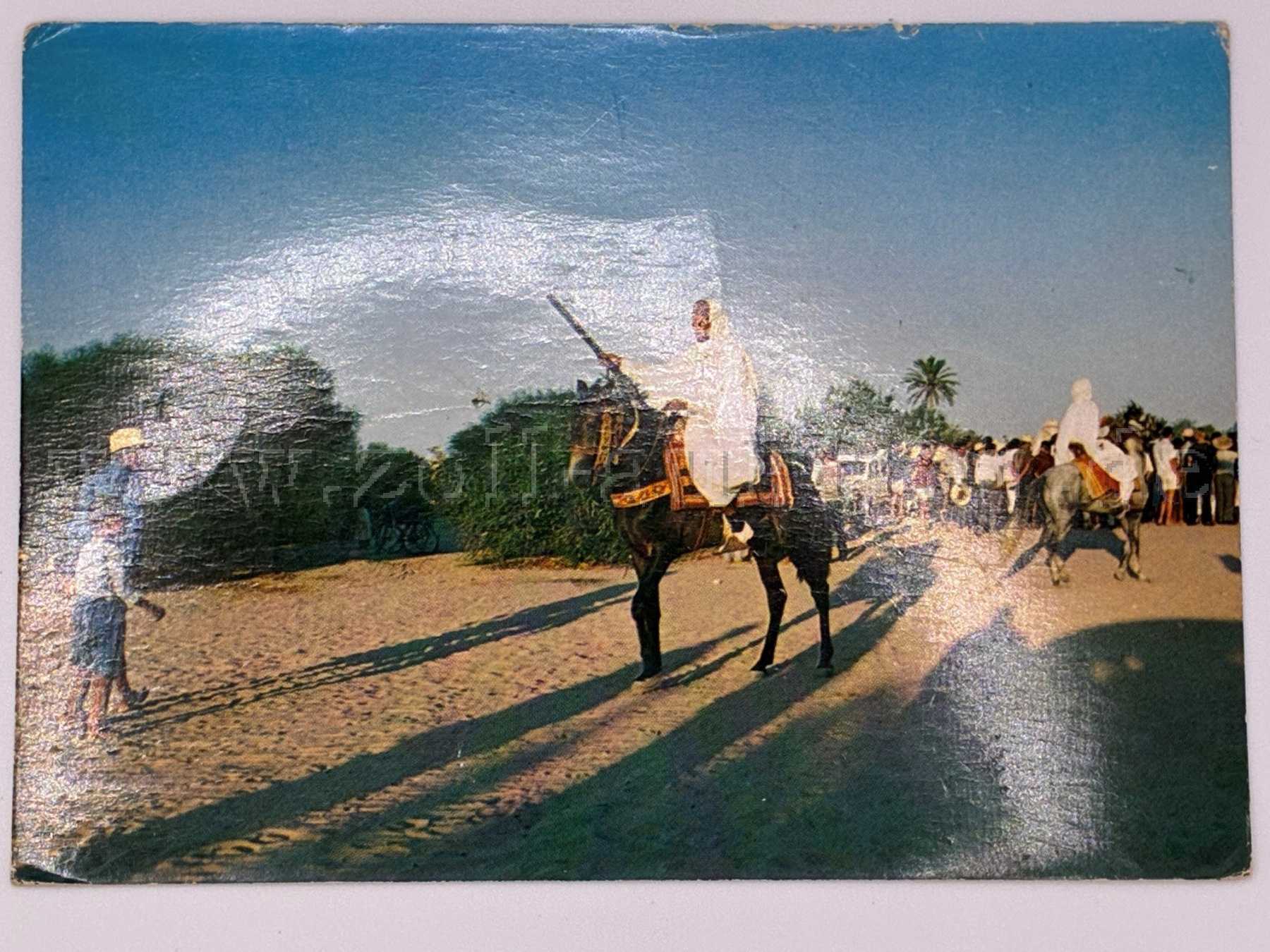 Postkarte Pferd